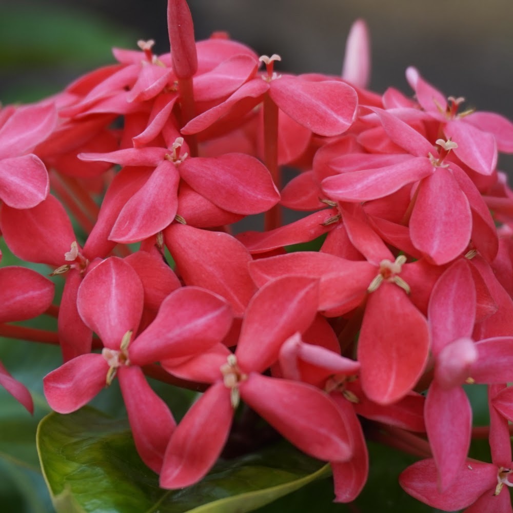 Meet your Posher, Maggie